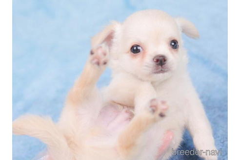 成約済の東京都のチワワ(ロングコート)-200307の5枚目